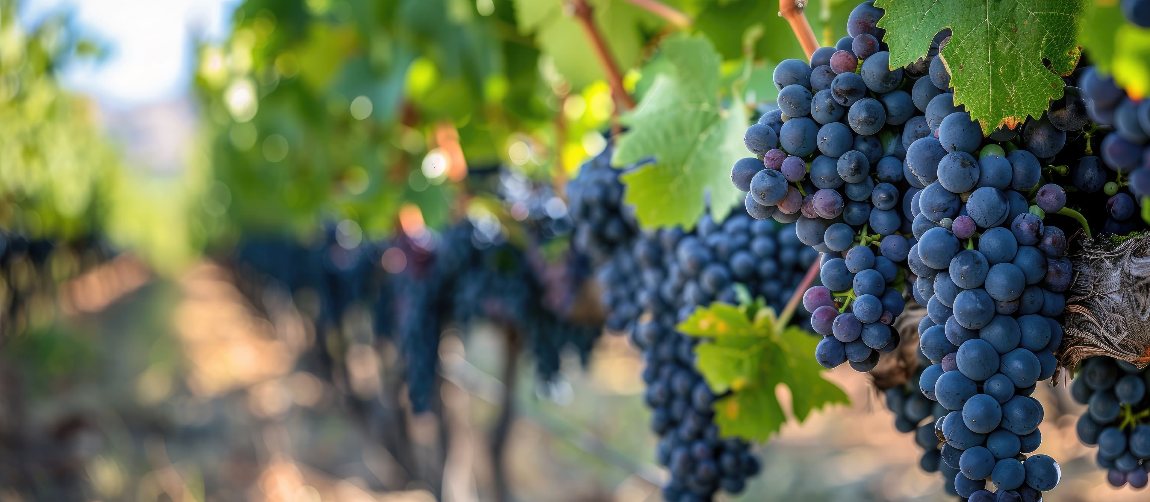 Our Wines Hero Image